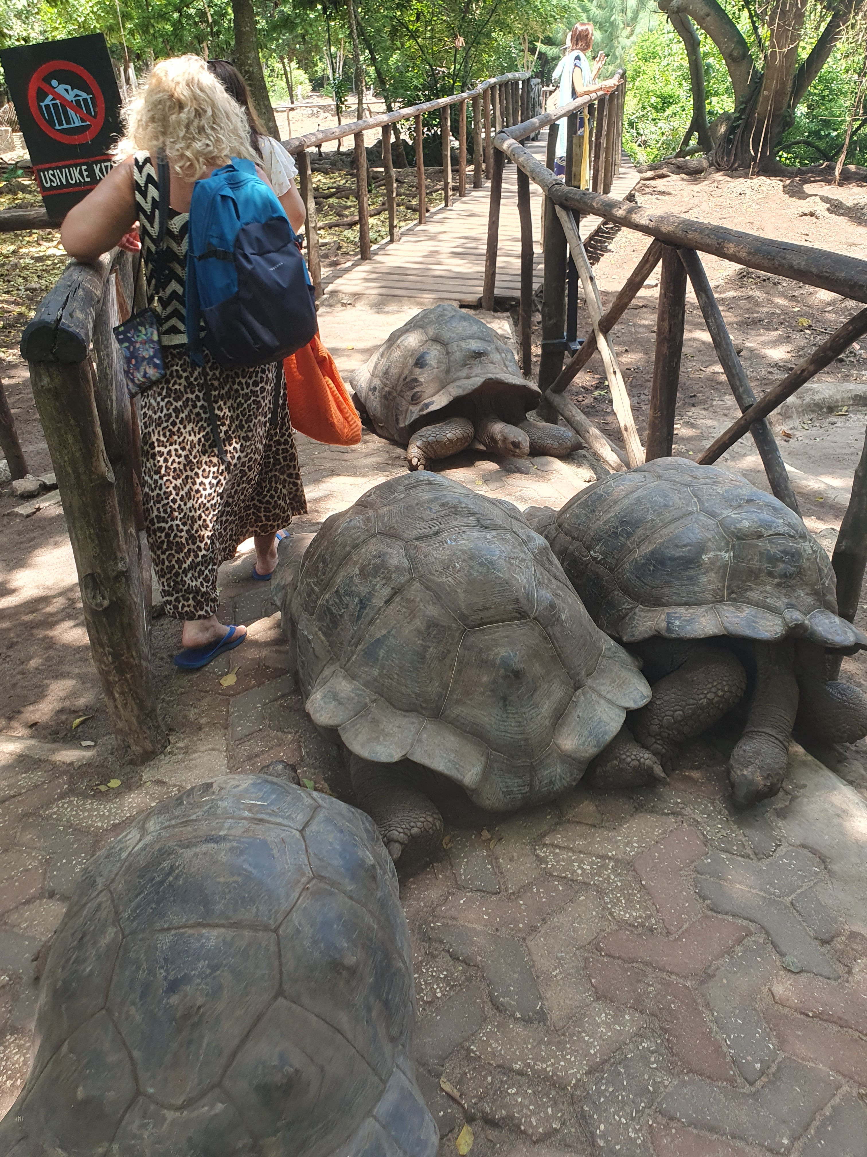 Excursion Prison Island – L’île aux tortues géantes